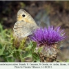 pseudochazara alpina n ossetia female 2